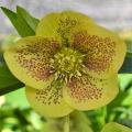 Gele Helleborus
