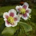 Helleborus met gevlekte bloemen