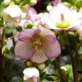 Helleborus met gespikkelde bloemen