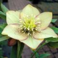 Enkelbloemige helleborus