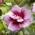 Althaeastruik of tuinhibiscus - Hibiscus syriacus