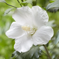 Witte Hibiscus