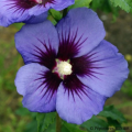 Blauwe Hibiscus
