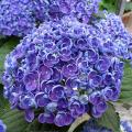 Paarse hortensia's
