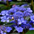 Schaduwminnende hortensia’s