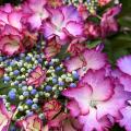 Hortensia's op bloemkleur