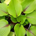 Hosta's met groen blad