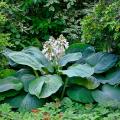 Grote hosta's