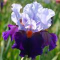 Baardiris - Iris germanica