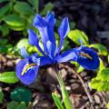 Dwergiris - Iris reticulata