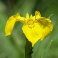 Gele iris - Iris pseudacorus