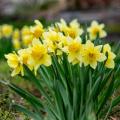 Jonquillen en gele narcissen