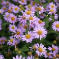 Kalimeris - Japanse aster