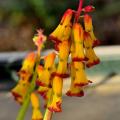 Lachenalia