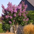 Forse Indische seringen - Lagerstroemia