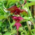 Fazantenbes - Leycesteria formosa
