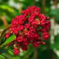 Lagerstroemia - Indische sering