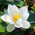 Witte Lotus bloemen