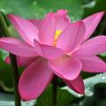 Roze Lotus bloemen