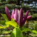 Zomerbloeiende magnolia's