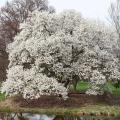 Grote magnolia's