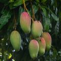 Mango's - Mangifera indica