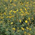Hypericum voor heggen