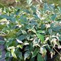 Nandina met decoratief blad