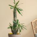 Pachypodium - Madagaskar-palm