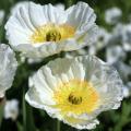 5Papavers en klaprozen met witte bloemen
