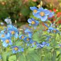 Papavers met blauwe bloemen