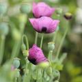 Papavers en klaprozen met roze of mauve bloemen