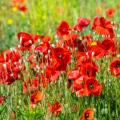 Papavers en klaprozen met rode bloemen