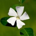 Witte Vinca