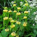 Phlomis - Jeruzalems salie