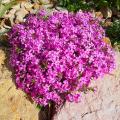 Kruipende Phlox
