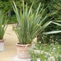 Phormium voor potten