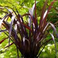 Phormium met paarse bladeren
