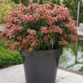 Pieris voor pot