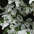 Pittosporum met bont blad