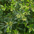 Geurende Pittosporum