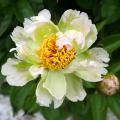 Paeonia - Pioen