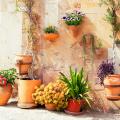 Mediterrane planten in pot