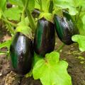 Aubergine planten