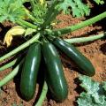 Courgette planten