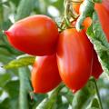 Tomaten planten