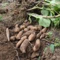 Aardpeer - Yacon