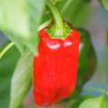 Biologische Paprika's