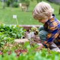 Eenvoudige moestuin - Moestuin voor beginners