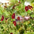 Potentilla voor op pot